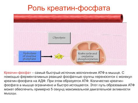 ФИЗИОЛОГИЯ МЫШЦ презентация, доклад, проект
