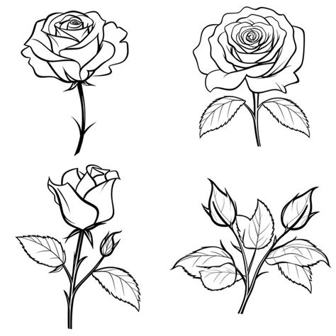 Premium Photo Hand Drawn Rose Flower Outlines Black Color On White