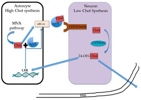 Metabolites Free Full Text Impact Of Sex And Age On The Mevalonate