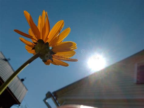 The hot sunny days ðŸ stock image Image of branch