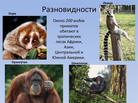 Отряд Приматы - презентация онлайн