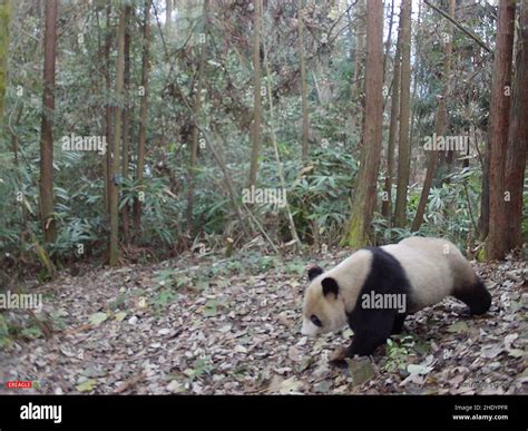 Chengdu 7th Jan 2022 Photo Taken By An Infrared Camera On Nov 23 2021 Shows A Giant Panda