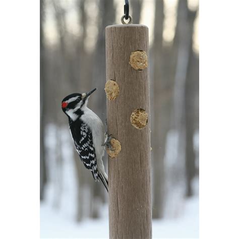 Birds Choice Suet Log Bird Feeder & Reviews | Wayfair