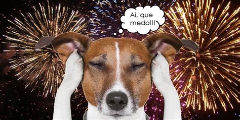 Fogos de Artifício e Pets Como Proteger seus Bichinhos Durante Festas