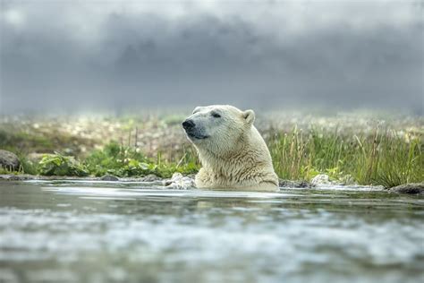 Riscaldamento Globale Lantartide Sempre Pi Verde