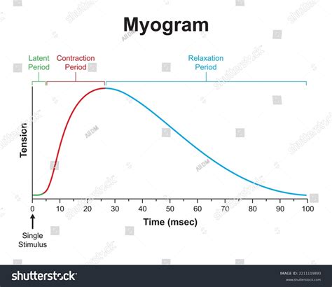 Scientific Designing Myogram Single Muscle Contraction Stock Vector ...