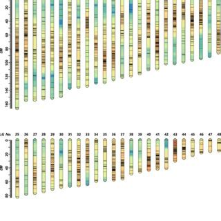 Linkage Group Lengths And Marker Distributions Of A High Resolution