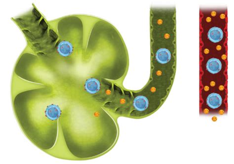 Zeposia Ozanimod Mechanism Of Action For Uc For Hcps