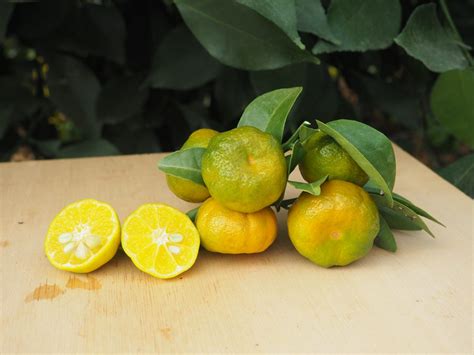Mandarine Shekwasha Agrumerie Vessiere