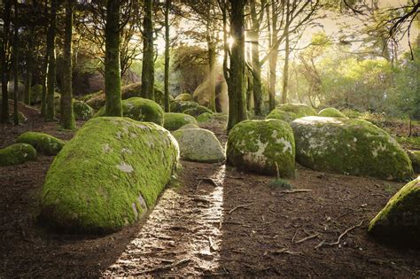 Moss Covered Rocks On Field In Forest Stock Photo