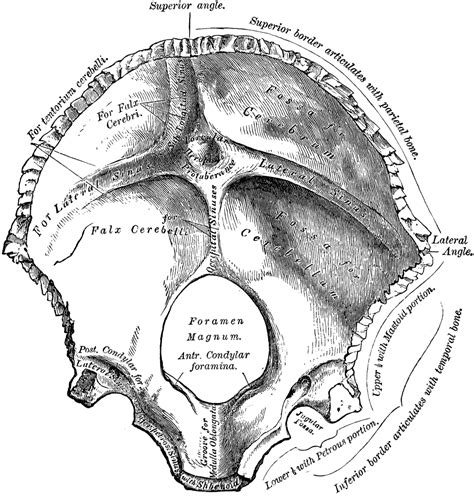 Occipital Bone | ClipArt ETC