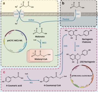 Engineering A Novel Metabolic Pathway For Improving Cellular Malonyl