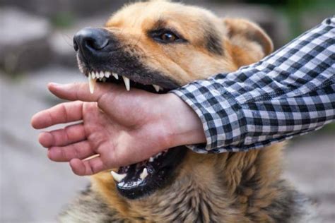 Penyebab Anjing Menggigit Dan Menyerang Arenahewan