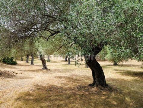 Terreno Agricolo Strada Provinciale Di Zamarra San Severo Rif