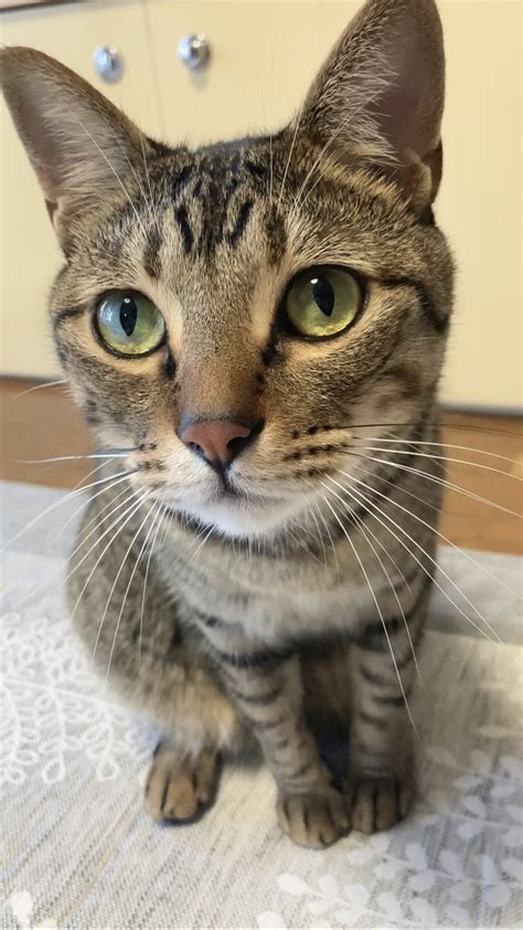 下校中の娘さんに着いてきた生後1カ月半の子猫 ひとりぼっちで鳴いていたキジトラが「家族の一員」になるまで｜まいどなニュース