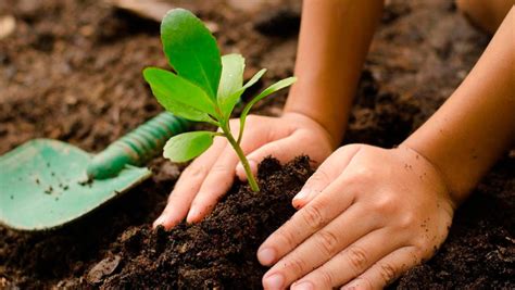 A Sembrar Importancia Y Beneficios De Las Plantas