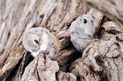 Flying Squirrel Wallpapers Wallpaper Cave