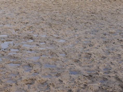 Muddy And Sandy Field With Puddles And Traces Stock Image Image Of