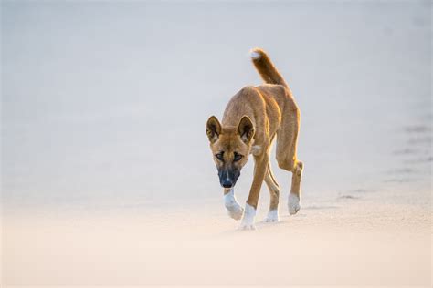 Dingo Approach - Charles Davis Photography