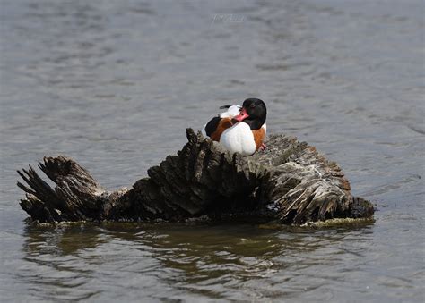 Tadorne De Belon Tadorna Tadorna Common Shelduck Flickr