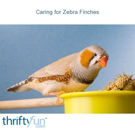 Caring For Zebra Finches Thriftyfun