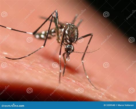 Tiger Mosquito Royalty Free Stock Photos - Image: 3209548