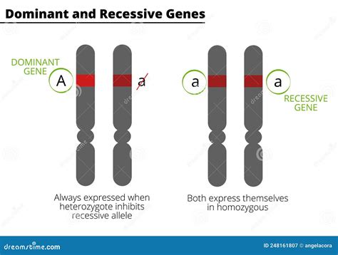 Difference between Dominant and Recessive Genes Stock Vector ...