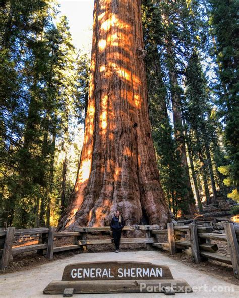 General Sherman Tree Trail in 2025: An Unforgettable Hike