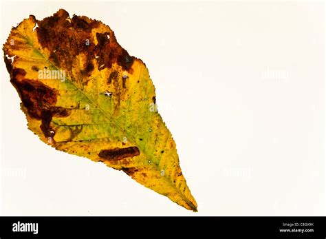 Autumn Horse Chestnut Leaves Stock Photo - Alamy