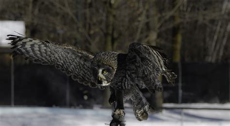 Chouette Lapone Great Gray Owl Strix Nebulosa Comme Vo Flickr