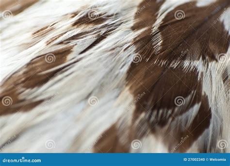 Eagle Feathers Closeup Stock Photo - Image: 27002340