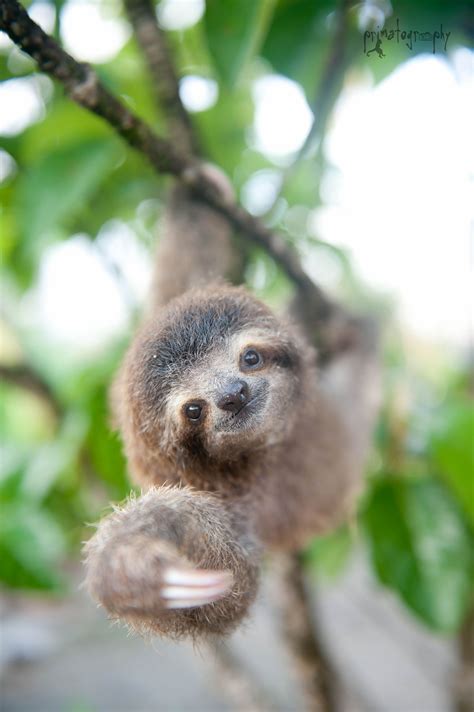 Adopt A Sloth In Costa Rica With The Sloth Institute Cute Baby Sloths