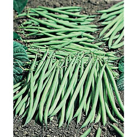 Haricot Nain Filet Mangetout Grillon Graines Baumaux