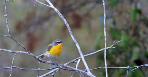 Birds With Yellow Chests Imp World