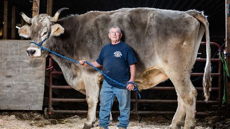 Mega Cow ‘tommy Who Stands 6ft 1in And Wouldnt Stop Growing Crowned Worlds Tallest The Us Sun