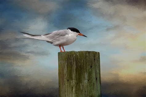 Forsters Tern Photograph By Cathy Kovarik Fine Art America