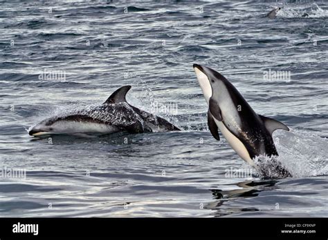 Pacific White Sided Dolphins Lagenorhynchus Obliquidens Jumping At