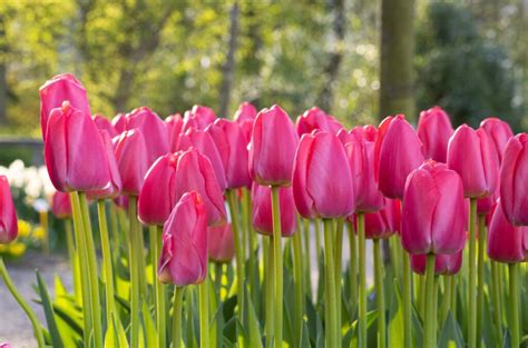 Pink Pride Tulip Bulbs Always Wholesale Pricing Colorblends