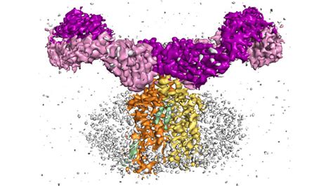 How Cryo Em Structural Insights Accelerate And Improve Drug Discovery Technology Networks