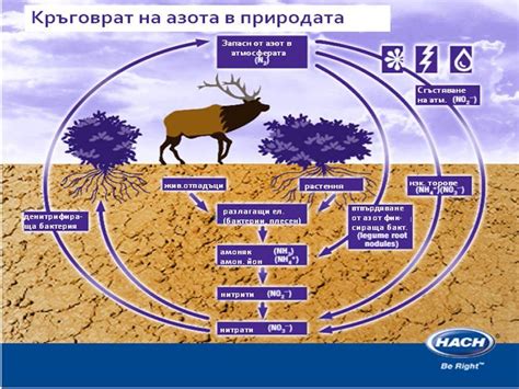 Кръговрат на азота в природата | Презентация за час по Биология и ...