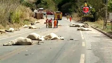 Vinte E Um Animais Morreram Neste S Bado Ap S Serem Atropelados