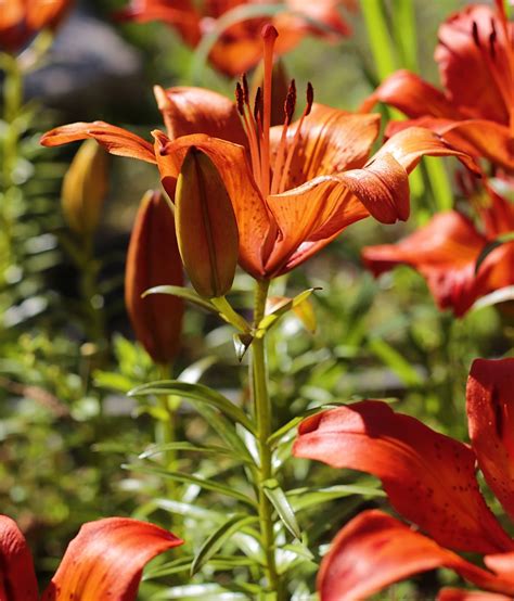 Kostenlose Foto Natur Blatt Bl Tenblatt Bl Hen Orange Rot