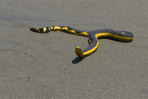 Pelagic Sea Snake Pelarnis Platurus On The Beach At Cua Flickr