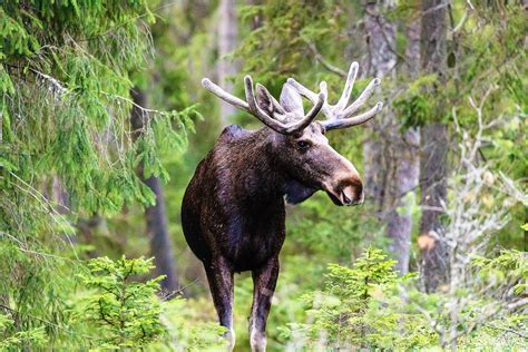 Forest Biodiversity Benefits From Large Herbivores