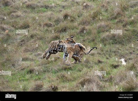 Bengal tiger (Panthera tigris) - cubs playing in Bandhavgarh National ...