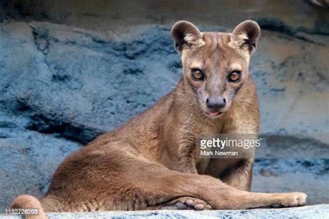 110 Fossa Madagascar Stock Photos, High-Res Pictures, and Images - Getty Images