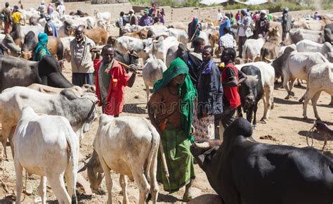 412 Brahman Zebu Stock Photos - Free & Royalty-Free Stock Photos from ...