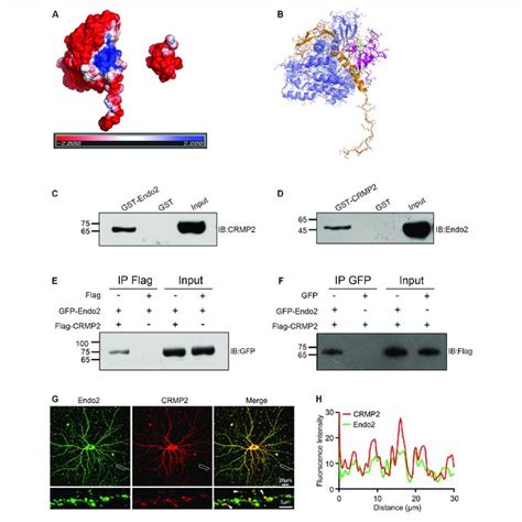 | The phosphorylation of CRMP2 decreases its interaction with ... 