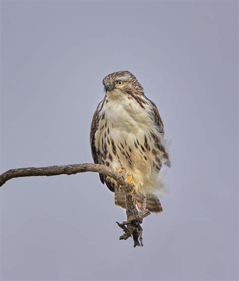 7280 Juvenile Red Tailed Hawk Buteo Jamaicensis Hagerman Nwr Texas