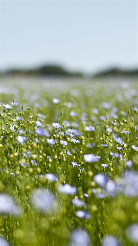 Spring Flower Fields Wallpapers Top Free Spring Flower Fields